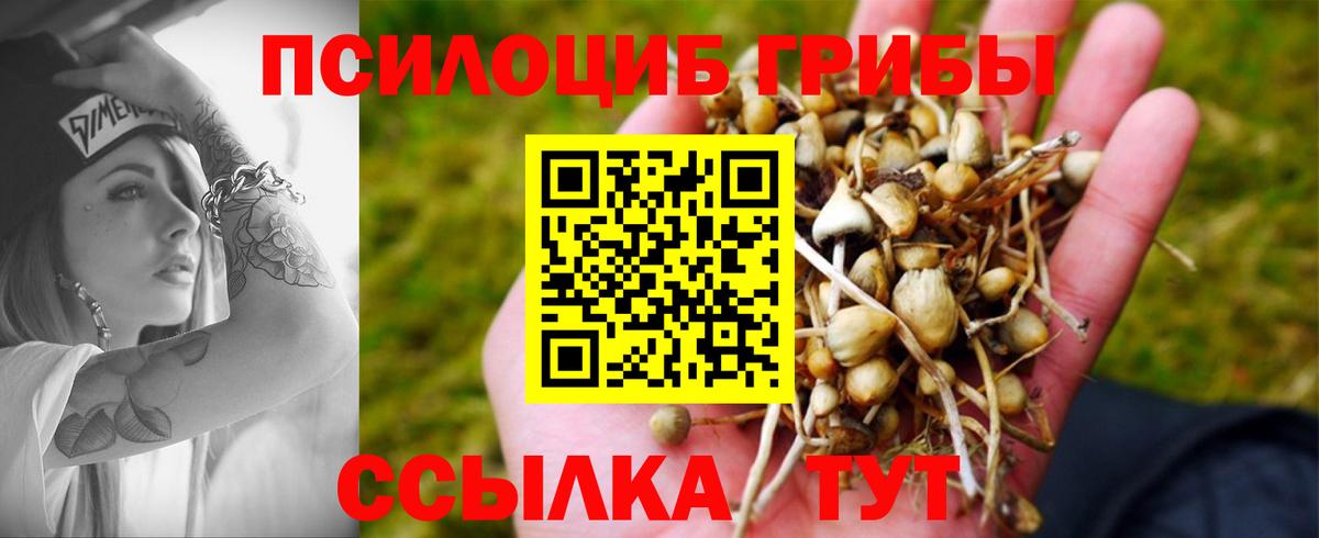 Псилоцибиновые грибы Psilocybine cubensis Волгоград