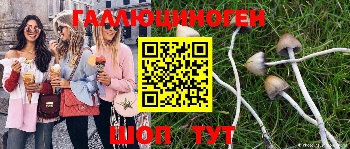 Волгоград  Галлюциногенные грибы Psilocybe  Галлюциногенные грибы Psilocybe  Вход с VPN 